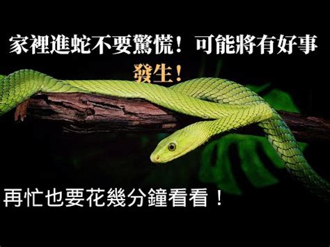 看見蛇|看到蛇代表什麼預兆？動物行為學專家告訴你